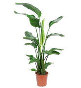 Στερλίτσια Nicolai